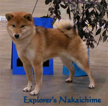 explorer's nakaichime shiba