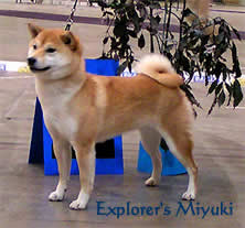 explorer's miyuki